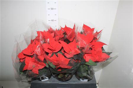 <h4>Euphor P Chr F Red 4-5 Bloemen+</h4>