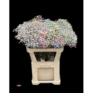 Gyps Xlence Rainbow
