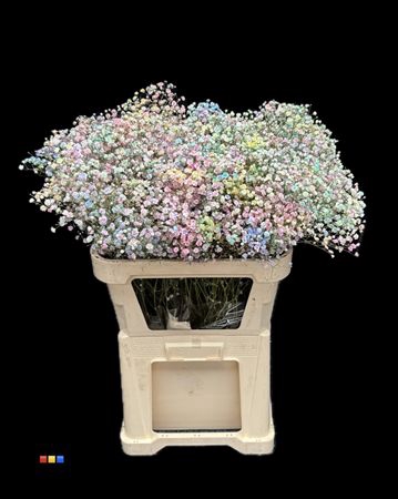 <h4>Gyps Xlence Rainbow</h4>