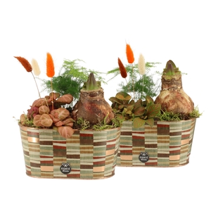 41581: Treasure time arrangement