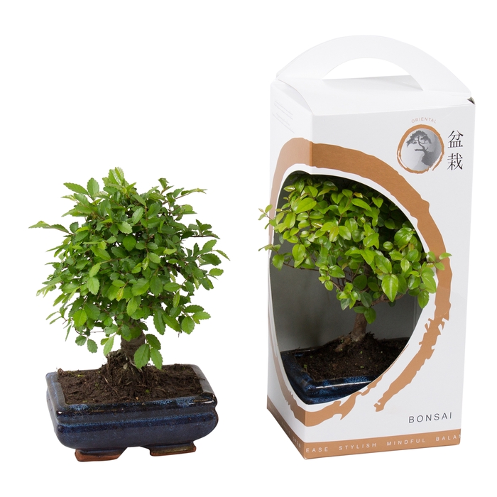 <h4>Bonsai Gemengd Keramiek + Giftbox Zen</h4>