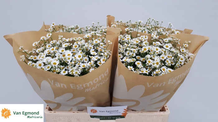 <h4>TANA PA CAMERON</h4>