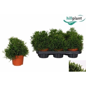 Rhipsalis Hatiora