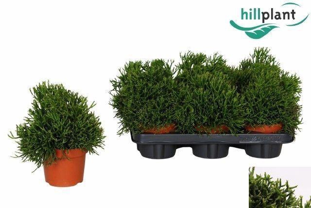 <h4>Rhipsalis Hatiora</h4>