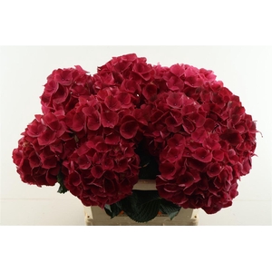 Hydr M Rubyred 80-22
