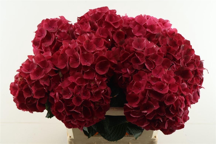 <h4>Hydr M Rubyred 80-22</h4>