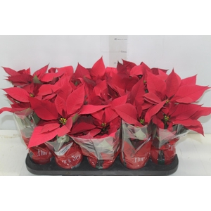 POINSETTIA P11 VERMELHO
