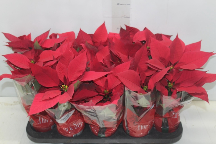 <h4>POINSETTIA P11 VERMELHO</h4>