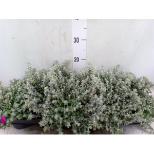 Helichrysum mic. 'Silver Mist'