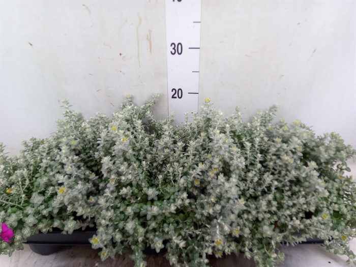 <h4>Helichrysum mic. 'Silver Mist'</h4>