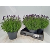 Lavandula angus. 'Essence Pure'