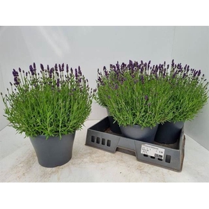 Lavandula angus. 'Essence Pure'