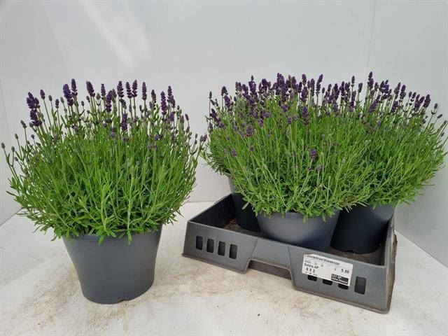 <h4>Lavandula angus. 'Essence Pure'</h4>