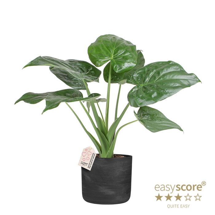 ALOCASIA CUCULLATA P19 RAW BLACK