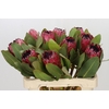 Protea Barbigera Early Mountain Queen