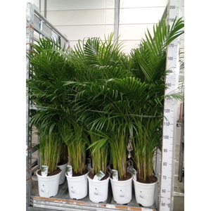Dypsis lutescens   ...Chrysalidoca