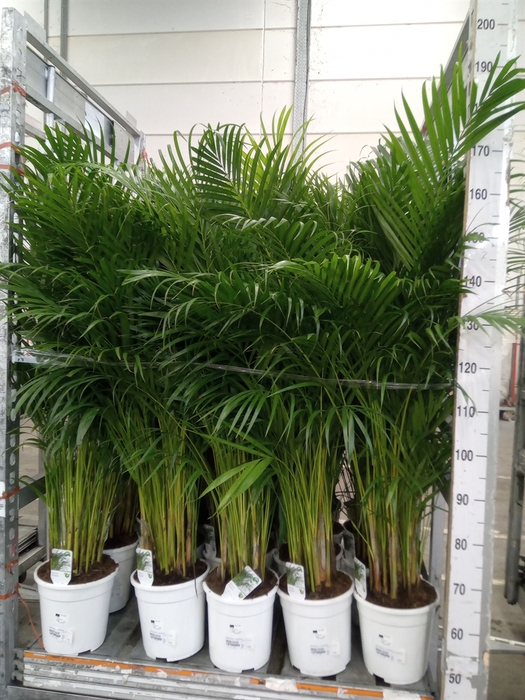 <h4>Dypsis lutescens   ...Chrysalidoca</h4>