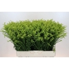 Solidago Tara Gold Buiten