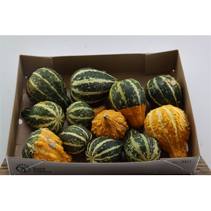 Sier Cuc P Groen Yellow Pear New!