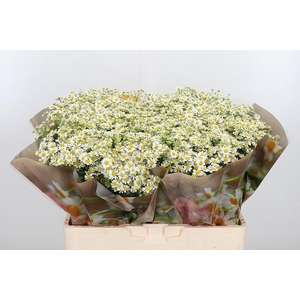 Tanacetum Pa Single Vegmo