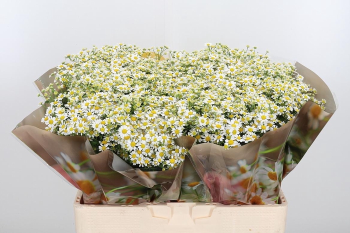 <h4>Tanacetum Pa Single Vegmo</h4>