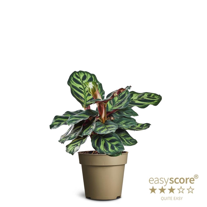 <h4>CALATHEA MAKOYANA P9</h4>