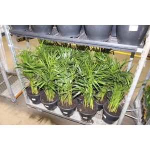 ARECA BAMBU P24
