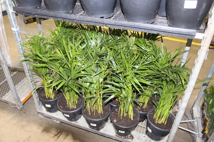 <h4>ARECA BAMBU P24</h4>
