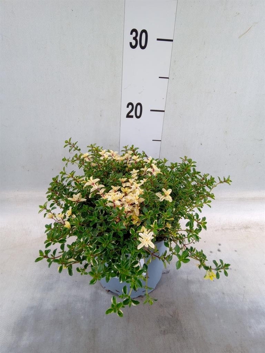 <h4>Thymus vulgaris</h4>