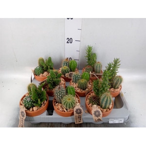 Arr.  Cactus L%