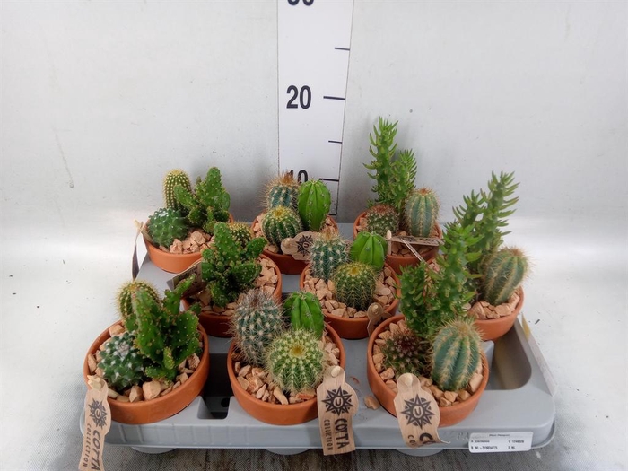 <h4>Arr.  Cactus L%</h4>