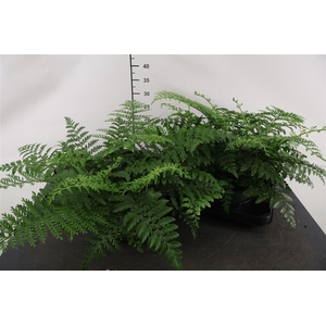 Asplenium Parvati 23 Cm. Pot