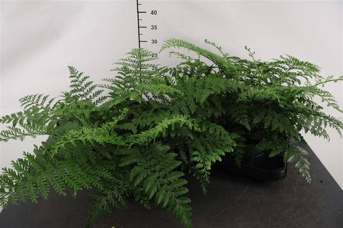 <h4>Asplenium Parvati 23 Cm. Pot</h4>