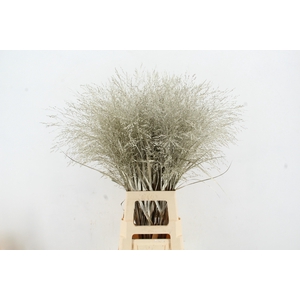 Gras Panic Warrior Platina