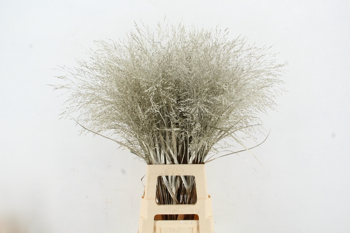 <h4>Gras Panic Warrior Platina</h4>