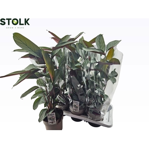 CTENANTHE COMPACTSTA