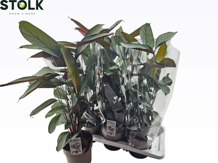 <h4>CTENANTHE COMPACTSTA</h4>