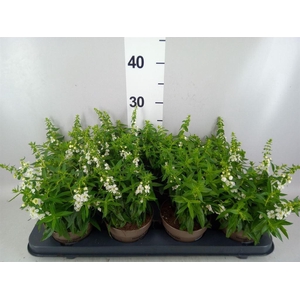 Angelonia  'Serena White'