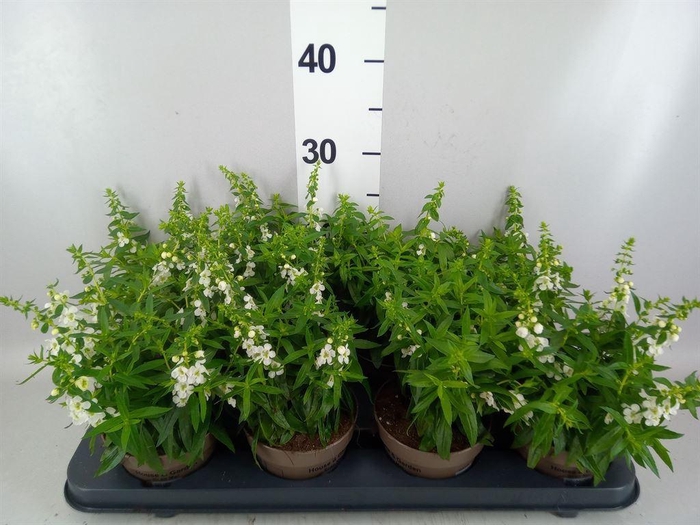 <h4>Angelonia  'Serena White'</h4>
