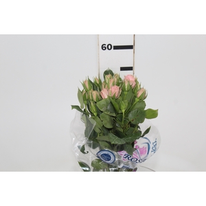 ROSA SPRAY PINK IRISCHKA 050 CM