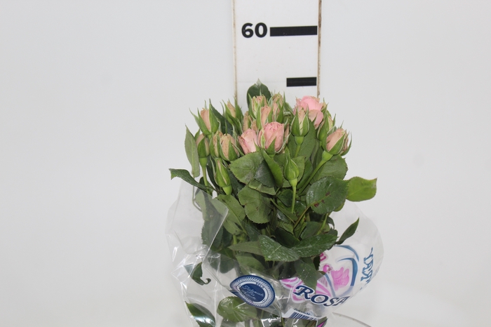 <h4>ROSA SPRAY PINK IRISCHKA 050 CM</h4>
