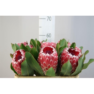 Protea Empress