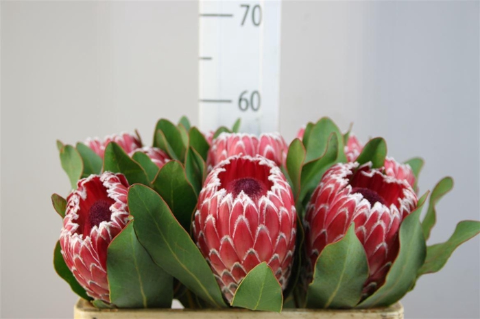 <h4>Protea Empress</h4>