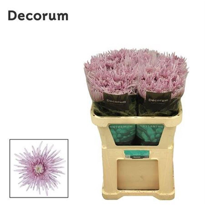 <h4>Chr G Cipria</h4>