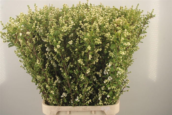 <h4>Exoc Mag Springtime</h4>