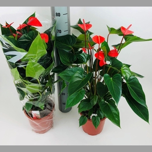 ANTHU AN PURE ORANGE