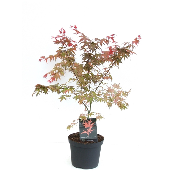 <h4>Acer palmatum 'Shin-deshojo' P26</h4>