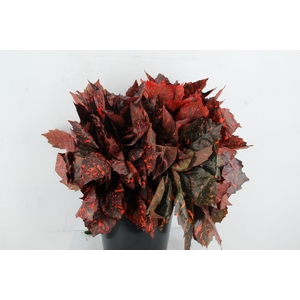 AUCUBA JAPONICA 400GR RED