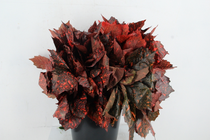 <h4>AUCUBA JAPONICA 400GR RED</h4>