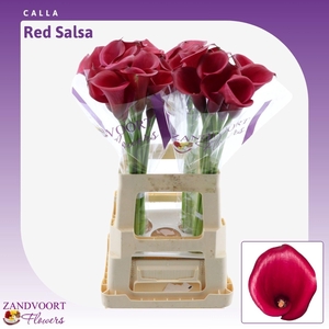 Calla Red Salsa